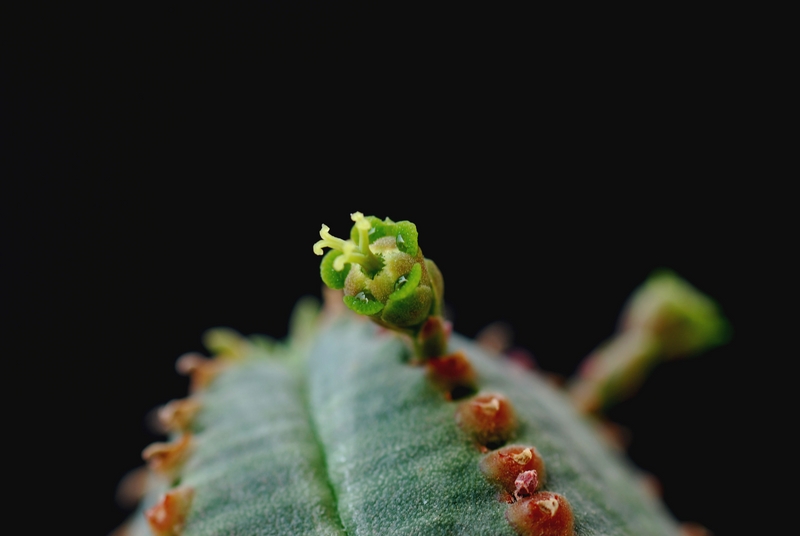 Euphorbia obesa x jansevillensis 