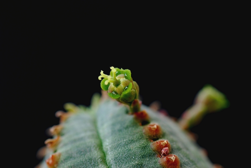 euphorbia obesa x jansevillensis