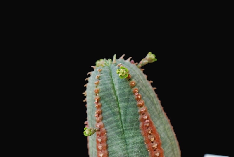 Euphorbia obesa x jansevillensis 