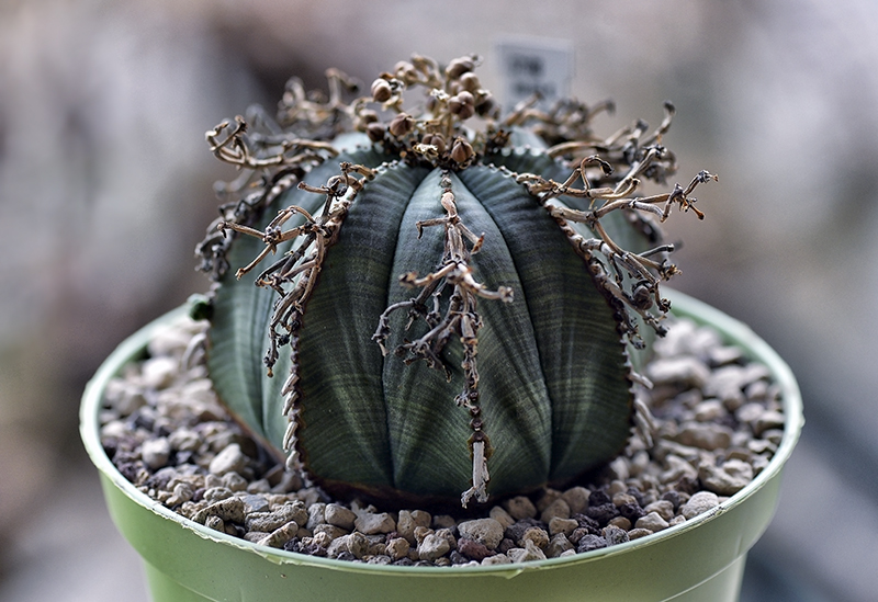 Euphorbia obesa x valida 