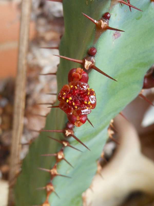 Euphorbia opuntioides 