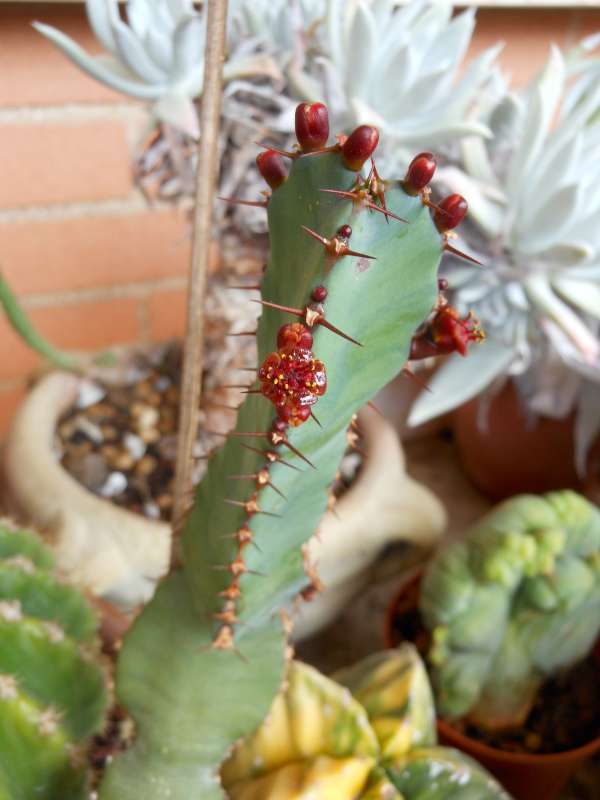 euphorbia opuntioides