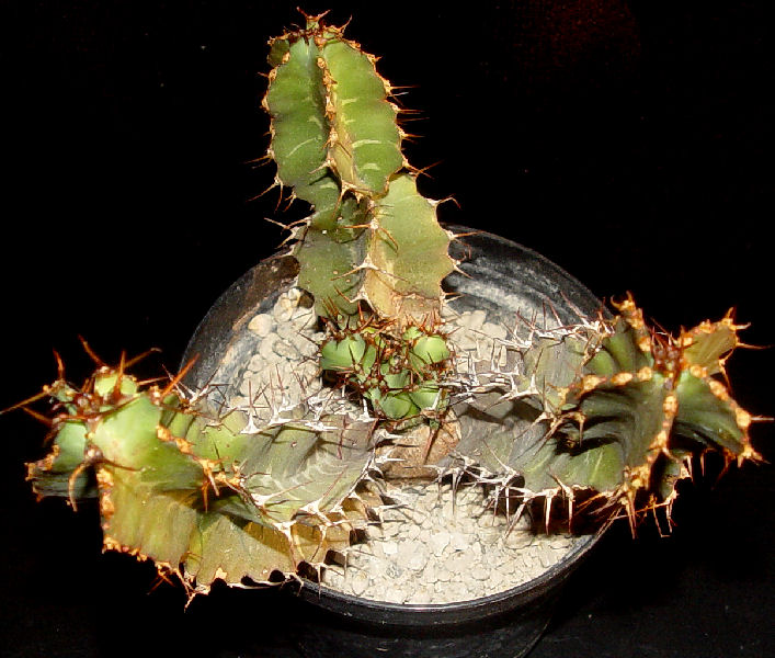 Euphorbia perangusta 