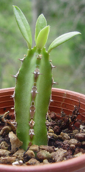 Euphorbia persistentifolia 