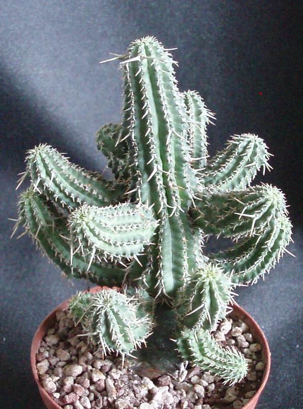 Euphorbia phillipsioides 