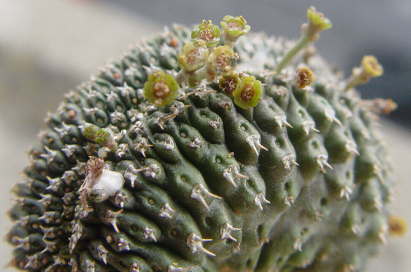 Euphorbia phillipsioides 