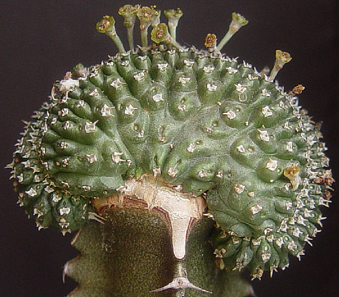 Euphorbia phillipsioides 