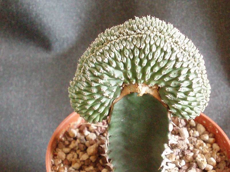 Euphorbia phillipsioides cv. Cristata 