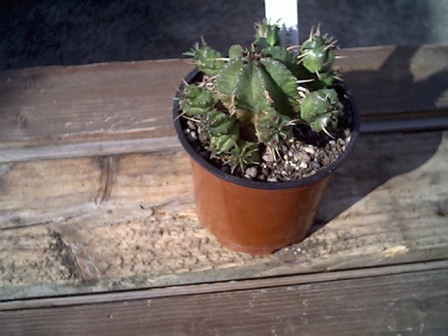 Euphorbia aggrgata x pillansii 