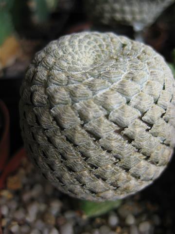 Euphorbia piscidermis 