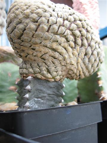 Euphorbia piscidermis 