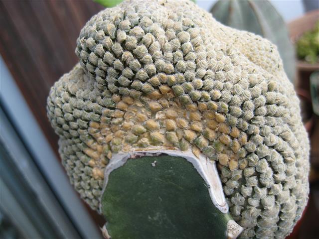 Euphorbia piscidermis 