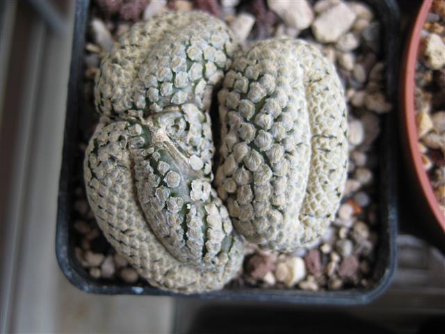 Euphorbia piscidermis 