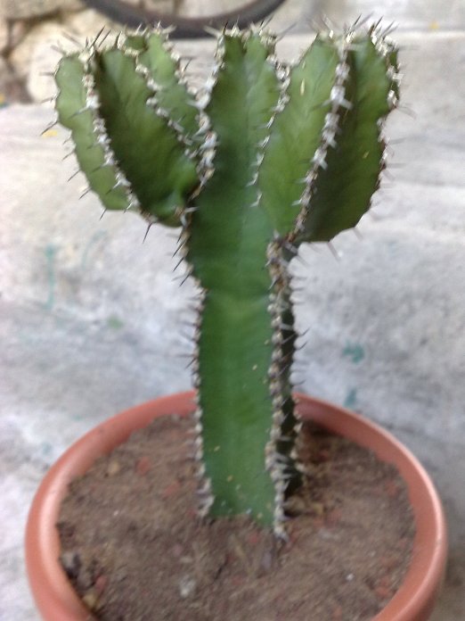 Euphorbia polyacantha 