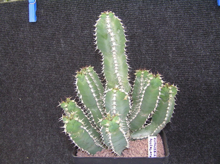 Euphorbia polyacantha 