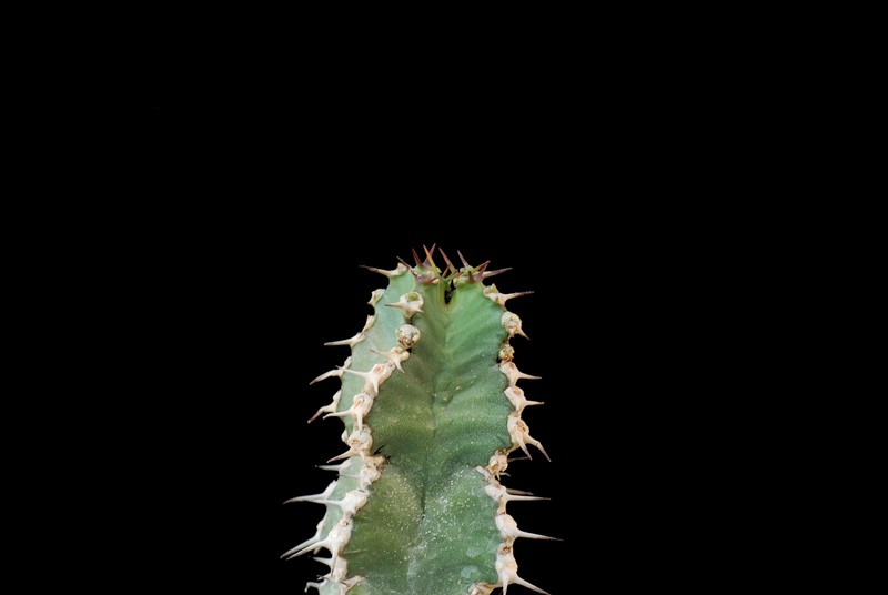 Euphorbia polyacantha 