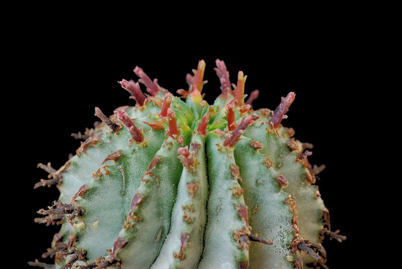 Euphorbia polygona 