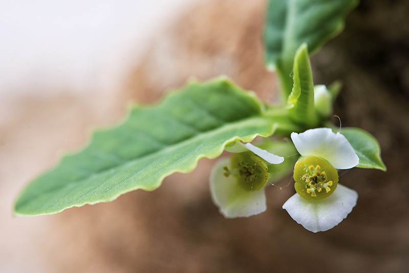 Euphorbia primulifolia 