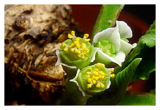 Euphorbia primulifolia 