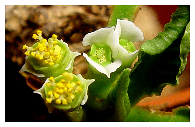 Euphorbia primulifolia 