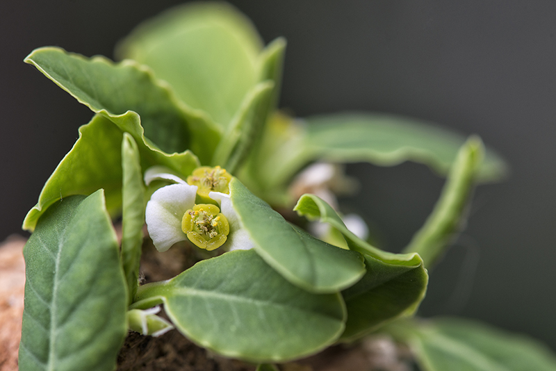 Euphorbia primulifolia 