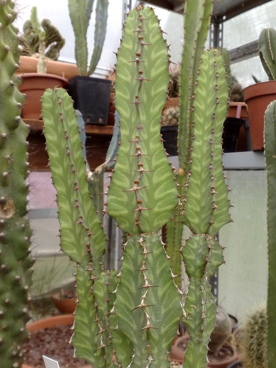 Euphorbia pseudocactus 