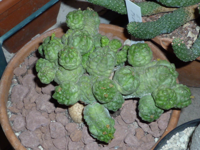 Euphorbia pseudoglobosa 