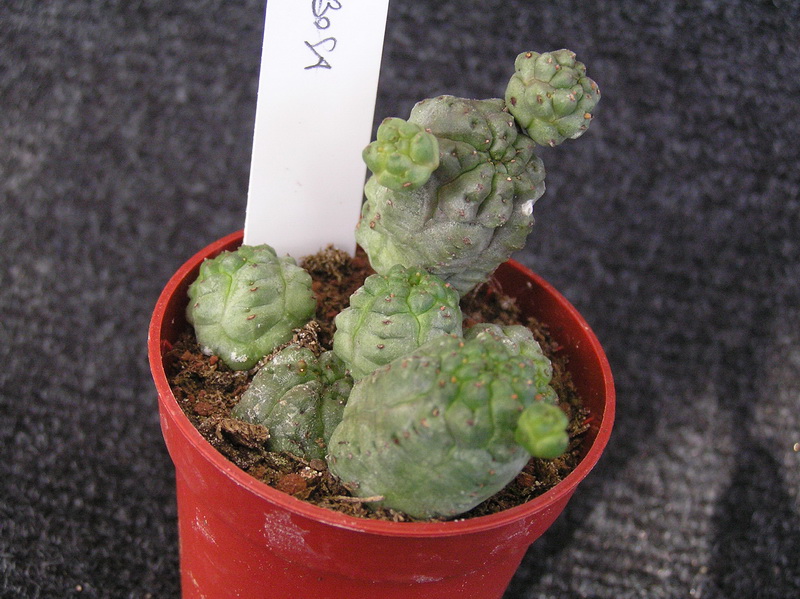 Euphorbia pseudoglobosa 