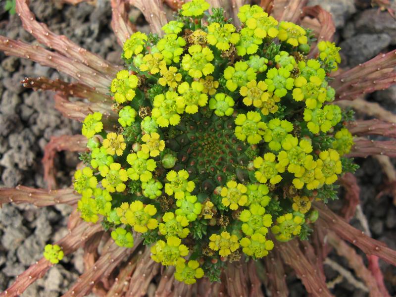 Euphorbia pugniformis 