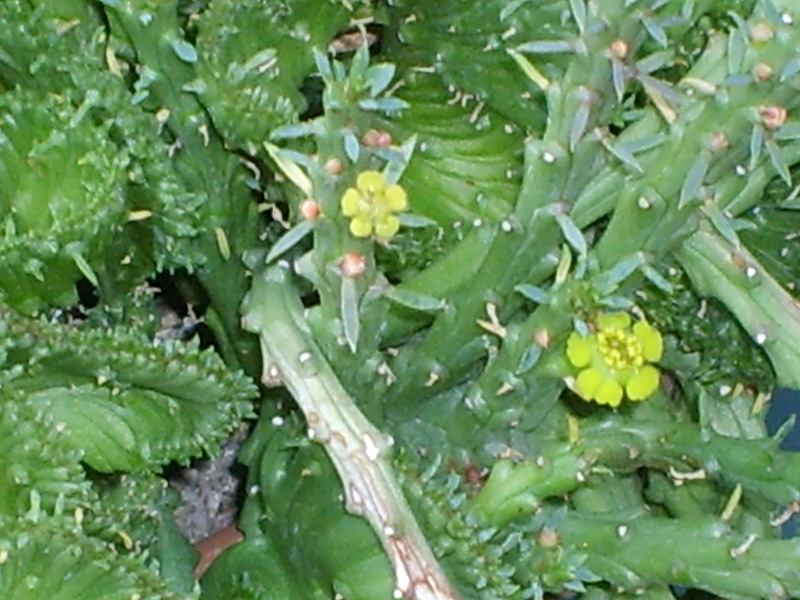 Euphorbia pugniformis f. cristata 