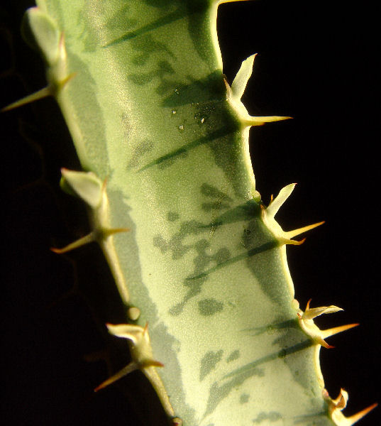 Euphorbia quadrangularis 