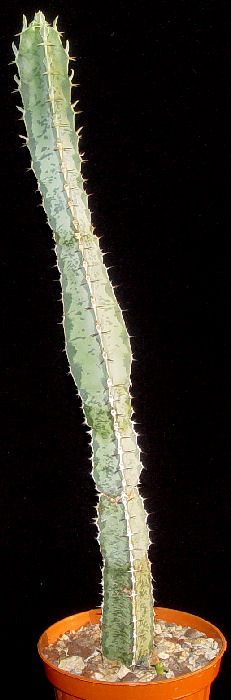 Euphorbia quadrangularis 