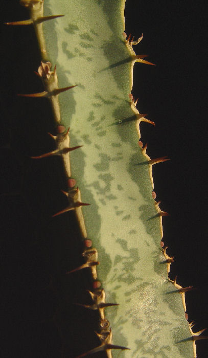 Euphorbia quadrangularis 