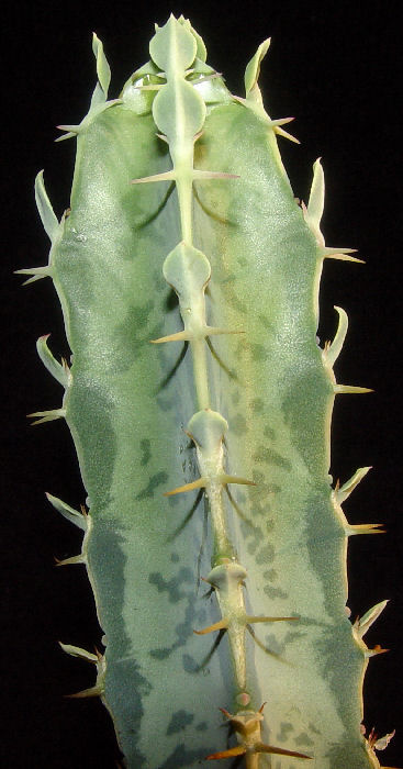 Euphorbia quadrangularis 