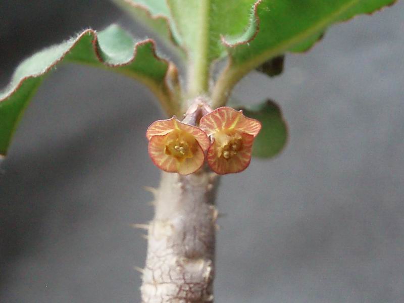 Euphorbia razafindratsirae 