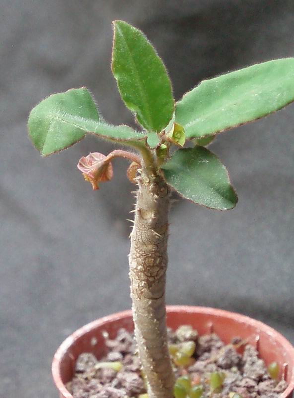 Euphorbia razafindratsirae 