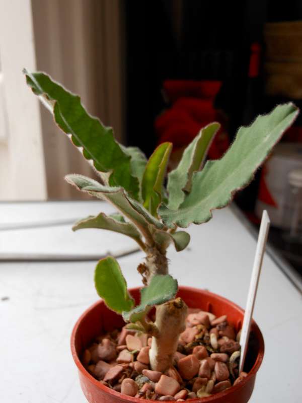 Euphorbia razafindratsirae 