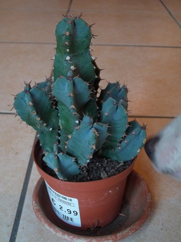 Euphorbia resinifera 