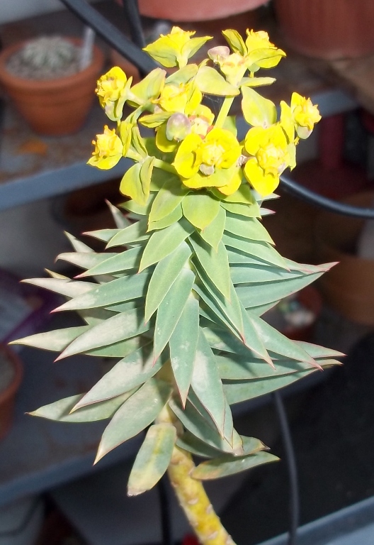 Euphorbia rigida 