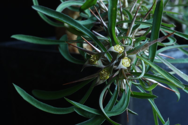 Euphorbia rossii 