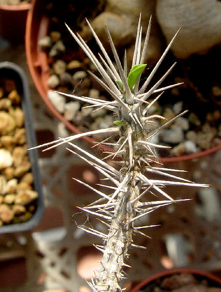 euphorbia famatamboay ssp. itampolensis