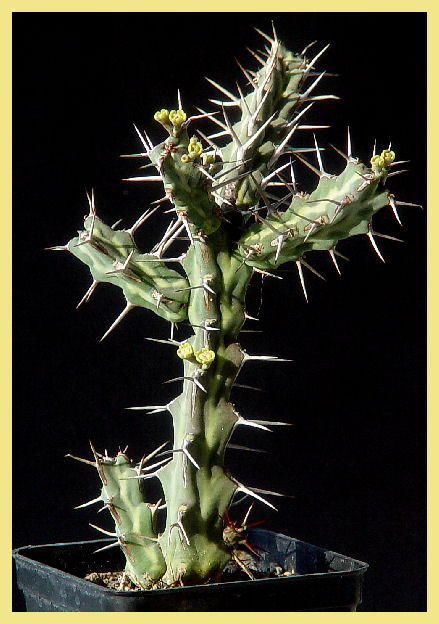 Euphorbia samburuensis 