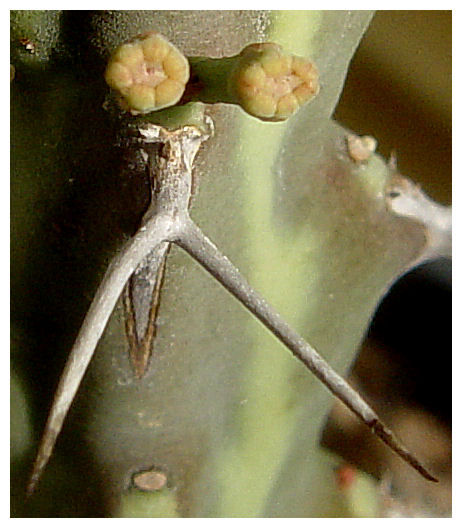 Euphorbia samburuensis 