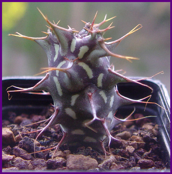 Euphorbia schizacantha v. rossa 