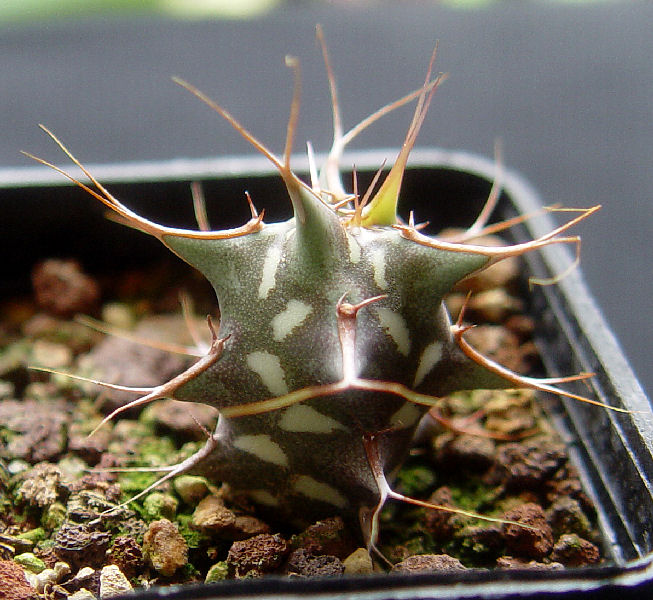 Euphorbia schizacantha v. rossa 