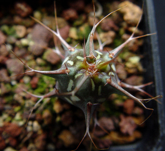 Euphorbia schizacantha v. rossa 