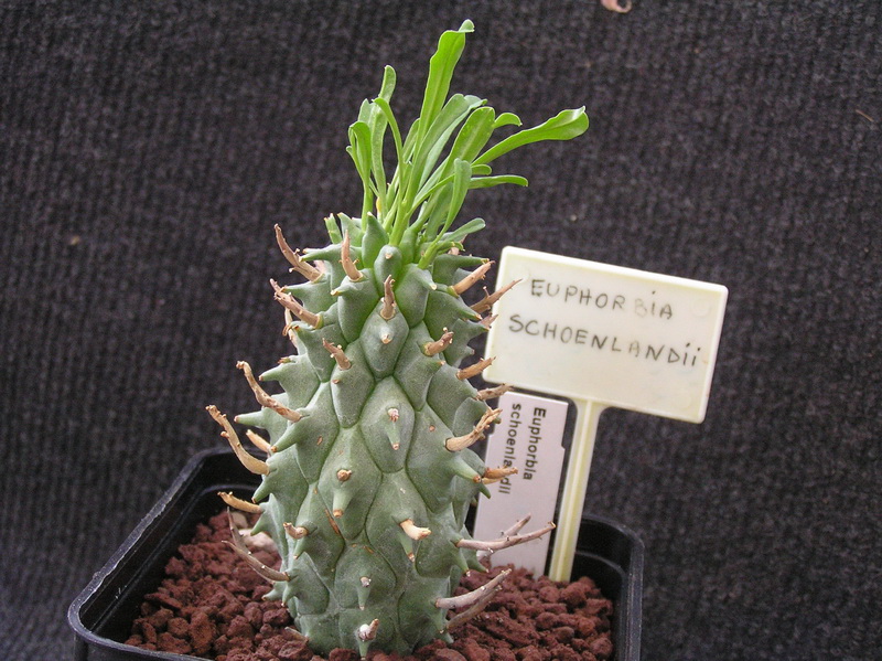 Euphorbia schoenlandii 