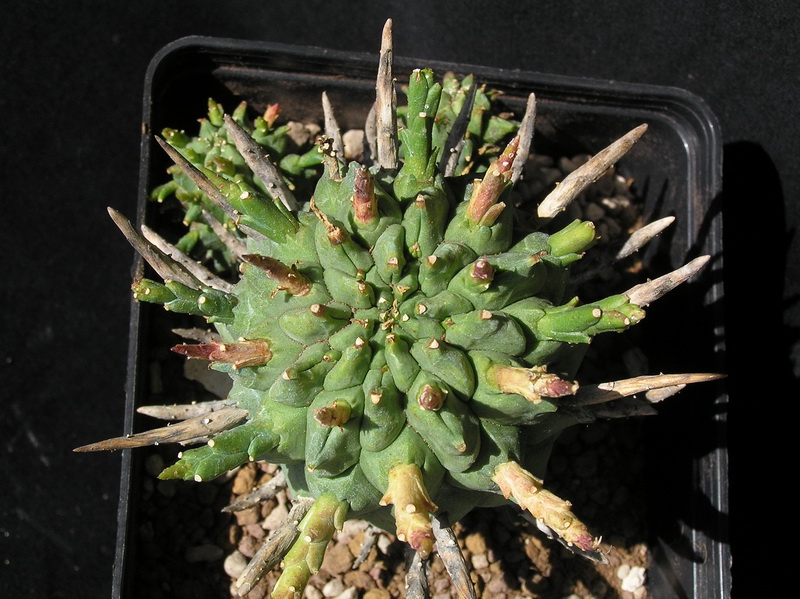 Euphorbia schoenlandii 