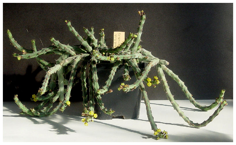 Euphorbia septentrionalis 