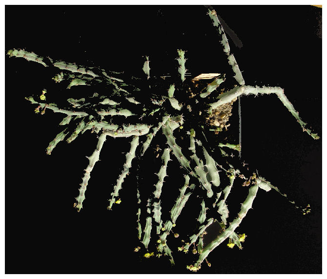 Euphorbia septentrionalis 